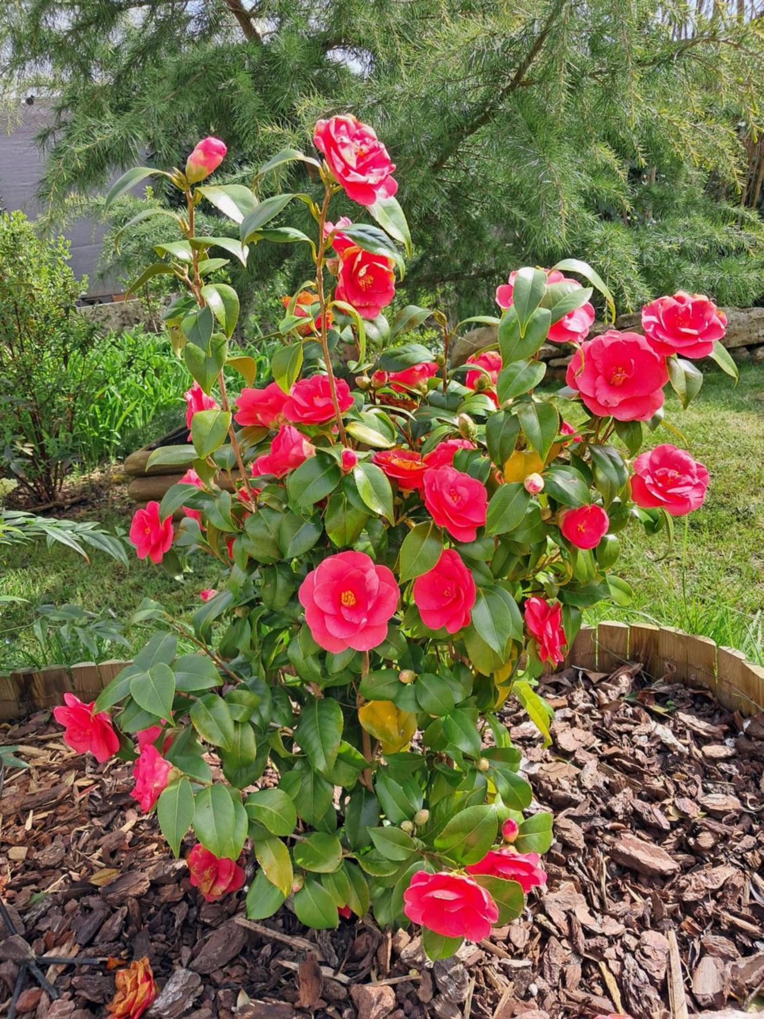 Maison Longere Les Camelias Vinneuf Extérieur photo
